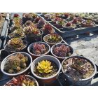 Házi kövirózsa  (Sempervivum mix) 