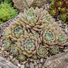 Kövirózsa 'Rosa Mädchen' (Sempervivum)