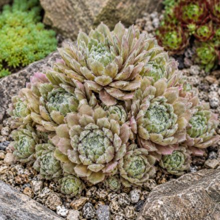 Kövirózsa 'Rosa Mädchen' (Sempervivum)