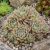 Kövirózsa 'Rosa Mädchen' (Sempervivum)