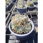 Kövirózsa 'Rosa Mädchen' (Sempervivum)