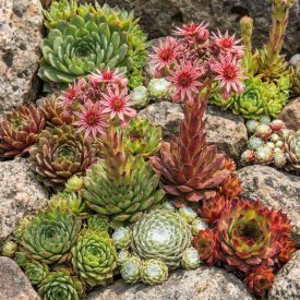 Házi kövirózsa  (Sempervivum tectorum) 