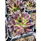 Házi kövirózsa  (Sempervivum tectorum) 