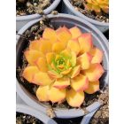 Házi kövirózsa  (Sempervivum tectorum) 