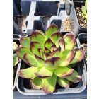 Házi kövirózsa  (Sempervivum tectorum) 