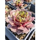 Házi kövirózsa  (Sempervivum tectorum) 