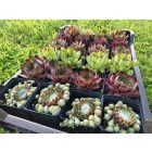 Házi kövirózsa  (Sempervivum tectorum) 
