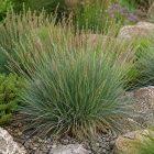 Nyúlfarkfű (Sesleria autumnalis)