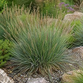 Nyúlfarkfű (Sesleria autumnalis)