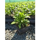 Kanadai aranyvessző ‘Goldkind’ (Solidago canadensis)