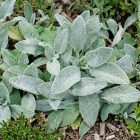 Nyuszifül (Stachys byzantina)