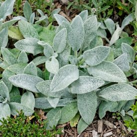 Nyuszifül (Stachys byzantina)