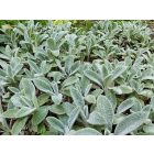 Nyuszifül (Stachys byzantina)
