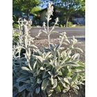 Nyuszifül (Stachys byzantina)