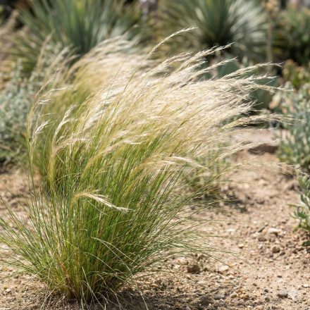 Mexikói árvalányhaj (Stipa tenuissima)