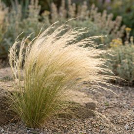   Mexikói árvalányhaj 'Pony Tails' (Stipa tenuissima)