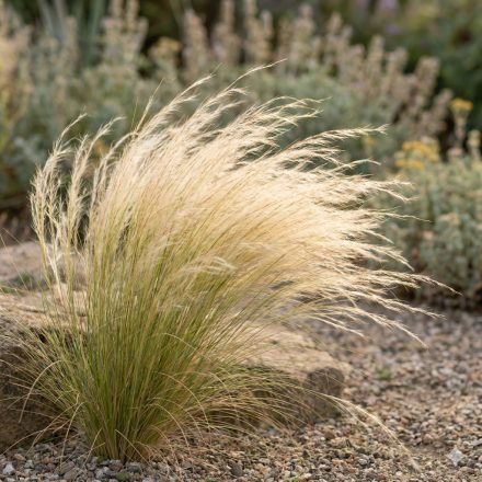 Mexikói árvalányhaj 'Pony Tails' (Stipa tenuissima)