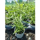Tárkony (Artemisia dracunculus)