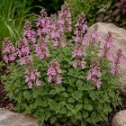Sarlós gamandor (Teucrium chamaedrys)