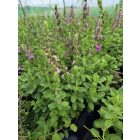 Sarlós gamandor (Teucrium chamaedrys)