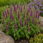 Kaukázusi gamandor (Teucrium hircanicum)