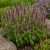 Kaukázusi gamandor (Teucrium hircanicum)