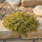 Citromillatú kakukkfű  'Aureus' (Thymus citriodorus)	