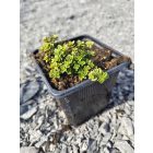 Citromillatú kakukkfű  'Aureus' (Thymus citriodorus)	