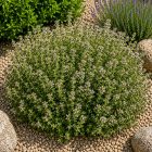 Citromillatú kakukkfű ‘Doone Valley’ (Thymus citriodorus)