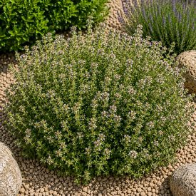   Citromillatú kakukkfű ‘Doone Valley’ (Thymus citriodorus)