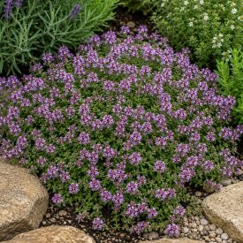 Mezei kakukkfű (Thymus serpyllum)
