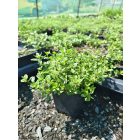Mezei kakukkfű (Thymus serpyllum)