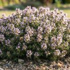 Kerti kakukkfű 'German Winter' (Thymus vulgaris)