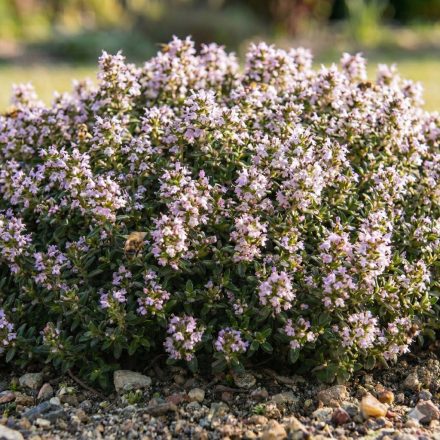 Kerti kakukkfű 'German Winter' (Thymus vulgaris)