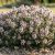 Kerti kakukkfű 'German Winter' (Thymus vulgaris)