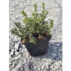 Kerti kakukkfű 'German Winter' (Thymus vulgaris)