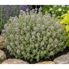 Citromillatú kakukkfű 'Silver King' (Thymus × citriodorus)