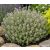 Citromillatú kakukkfű 'Silver King' (Thymus × citriodorus)
