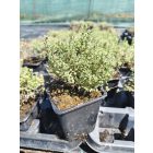 Citromillatú kakukkfű 'Silver King' (Thymus × citriodorus)