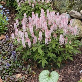 Turbántok 'Pink Skyrocket' – Tiarella