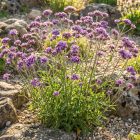 Ernyős vasfű (Verbena bonariensis)