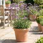 Ernyős vasfű (Verbena bonariensis)