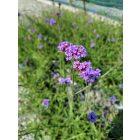 Ernyős vasfű  'Lollipop'  (Verbena bonariensis)