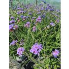 Ernyős vasfű  'Lollipop'  (Verbena bonariensis)
