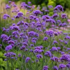 Ernyős verbéna ‘Violet Blue’ (Verbena bonariensis)