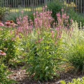   Dúsvirágú Verbéna 'Pink Spires' (Verbena hastata)