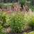 Dúsvirágú Verbéna 'Pink Spires' (Verbena hastata)