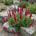 Macskafarkú veronika 'Rotfuchs'  (Veronica spicata)