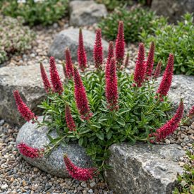   Macskafarkú veronika 'Rotfuchs'  (Veronica spicata)