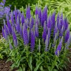 Macskafarkú veronika 'Shirley Blue' (Veronica spicata)